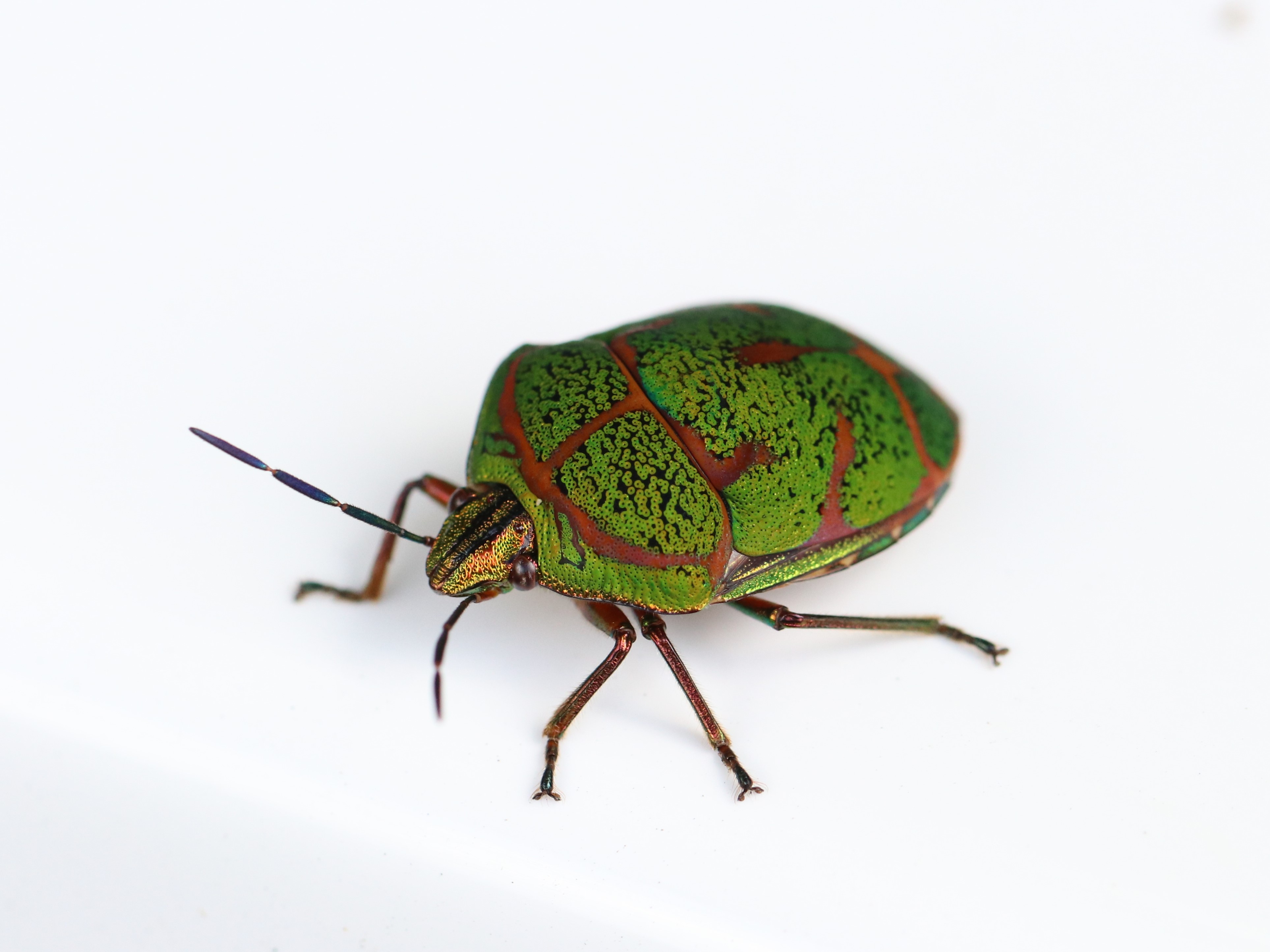 アカスジキンカメムシ